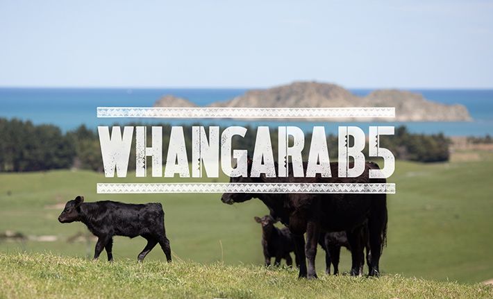 Whangara Farms - Whangara B5